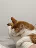 麦斯蒂鲜肉猫条猫咪鸡肉金枪鱼鳕鱼成猫幼猫猫条混合15g*101支 实拍图