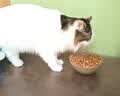 伟嘉猫粮成猫全价猫粮亮毛蓝猫均衡营养10kg海洋鱼夹心粮【原料透明】 实拍图