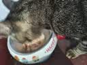 领先成猫尝鲜礼包主食级烘焙猫粮猫条餐盒汤包（新老款随机发货） 实拍图