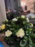 花翁栀子花盆栽四季开花卉大全树苗室内绿植好养易活茉莉花源头直发 实拍图