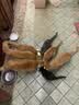 美人喵冻干猫粮10斤装成猫5kg幼猫小奶猫布偶猫营养全价大袋 【双重益生菌】鸡鱼肉蛋粮10斤 实拍图