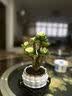 花翁室内客厅多肉绿植物花卉盆栽玉锦金钱木老桩（白莲花盆）源头直发 实拍图