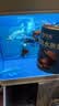 宠翰鱼盐鱼缸清洁盐观赏鱼水族盐海盐净化水质养鱼用品1kg 实拍图