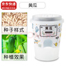 九月生盆栽黄瓜DIY趣味种植可食用小黄瓜种子阳台蔬菜儿童开学季礼物 实拍图