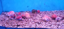 九阳（Joyoung）电磁炉2200W大功率家用触控按键耐用面板十档火力纤薄定时电陶炉电磁灶火锅炉C21S-C2130 实拍图