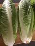 绿食者 新鲜球生菜500g 汉堡用西生菜西餐三明治沙拉蔬菜健康轻食食材 实拍图