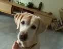 海洋之星老年犬狗粮 三文鱼低脂狗粮成犬金毛边牧泰迪比熊通用犬粮12kg 实拍图