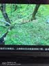 海信电视55英寸一级能效3+64高配置144Hz刷新率液晶电视4K智能彩电护眼电视机官方补贴15%电视55吋 55英寸 3+64高配置+144Hz高刷新率 实拍图