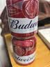 百威啤酒mini红罐淡色拉格255ml*24小罐整箱装京东自营喜酒中秋送礼 实拍图