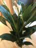 年宵花【热销款】白掌一帆风顺盆栽水培植物绿植过年装饰摆件年货 【店主推荐】特级白掌6-8株带花+早安盆+营养液 实拍图