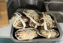 【活蟹】湖鲜阳澄 大闸蟹 去绳足重 2.5-2.8两 8只 鲜活六月黄现货超大螃蟹生鲜礼盒装 实拍图