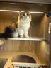 欢宠网猫抓柱猫抓板猫爬架猫玩具猫咪立式剑麻自嗨解闷神器猫猫小猫幼猫 实拍图