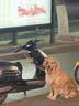 伯纳天纯狗粮中大型犬全价成年犬粮17kg羊肉蔓越莓味囤货装 实拍图