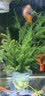 绿菊水草植物真草蜈蚣草绿植净化水质阴性增氧水草懒人鱼缸造景 麓角茸一杯 实拍图
