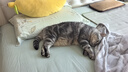 pidan猫砂 豆腐猫砂2.4kg*4包强力吸臭纯猫砂 可冲厕所非膨润土砂 实拍图