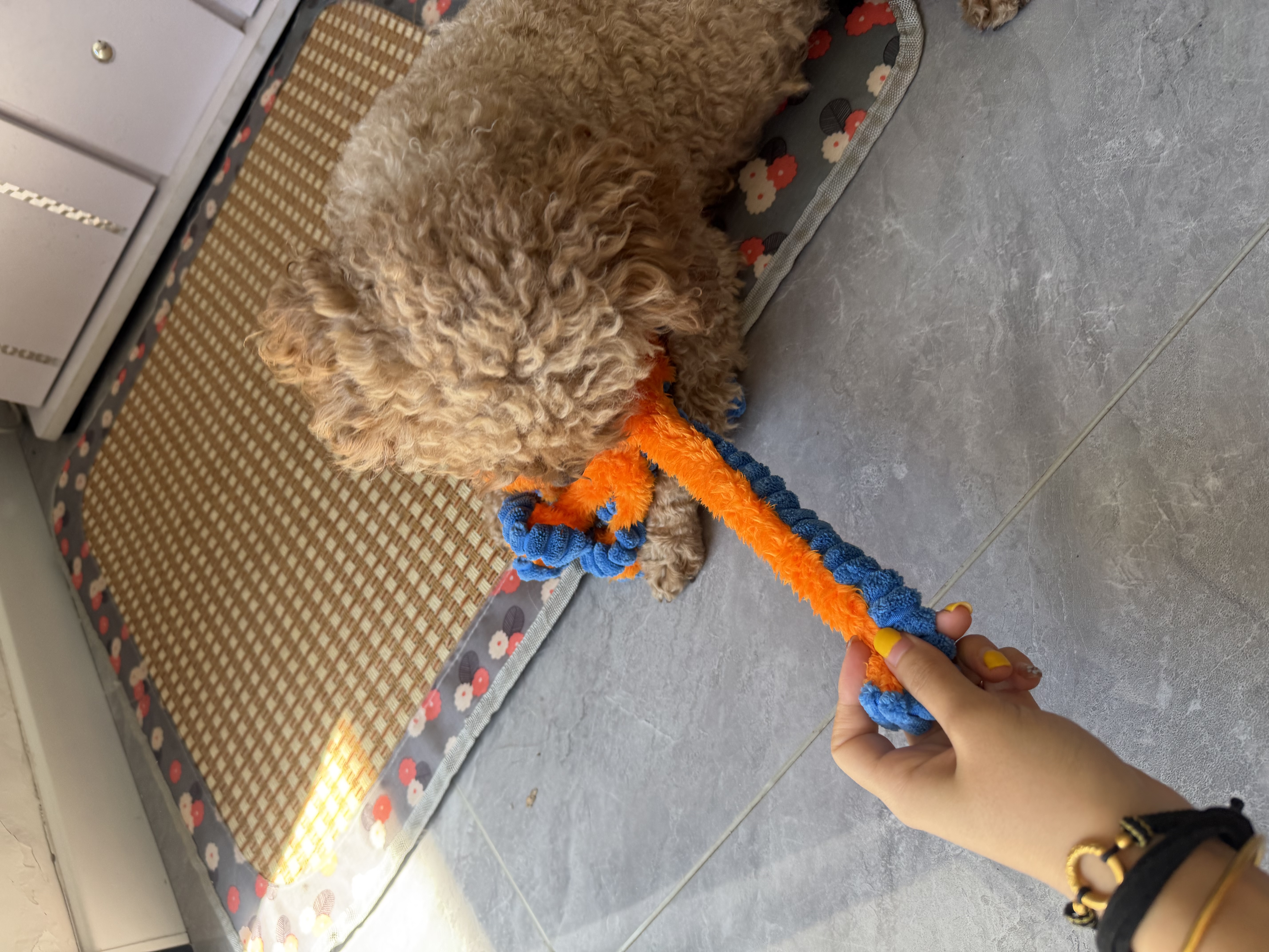 SNUGLOO狗狗玩具小章鱼耐咬发声狗玩具拔河互动解闷磨牙球内置哔哔叫玩具 实拍图