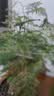 文竹盆栽绿植花卉盆景植物室内客厅水培文松云竹文竹大苗四季常青 文竹+舍得陶瓷盆+塑料圆底托 高度15-25cm 实拍图