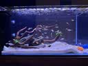 尼特利水族时光水泵低压变频蓝牙智控鱼缸潜水泵小型底吸水陆两用循环泵 15W（基础版）2000L流量+20档可调+24V低压 实拍图