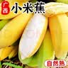 京喜加新鲜小米蕉广东香蕉水果迷你香蕉青皮米蕉粉蕉孕妇翕果11 小米蕉带箱9斤净重8.4斤 实拍图