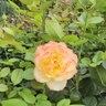 苏菲零敏肌超薄透气无香型护垫迷你卫生巾14cm80片丝薄棉柔姨妈巾 实拍图