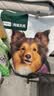 网易严选犬粮全价冻干三拼鸡肉狗粮幼犬成犬小型中大型犬10kg【宠物金选】 实拍图