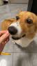约克先生宠物狗狗磨牙零食泰迪柯基训犬奖励幼犬成犬除臭清香口气饼干150g 实拍图