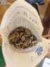 三关六码头茴香豆 奶油五香蚕豆水煮绍兴兰花豆老式下酒年货零食280g开学 实拍图