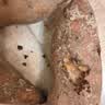 现挖沙地蜜薯红薯新鲜农家糖心番薯烤地瓜软糯批发黄心包邮 沙地蜜薯5斤装 中大果含箱 实拍图