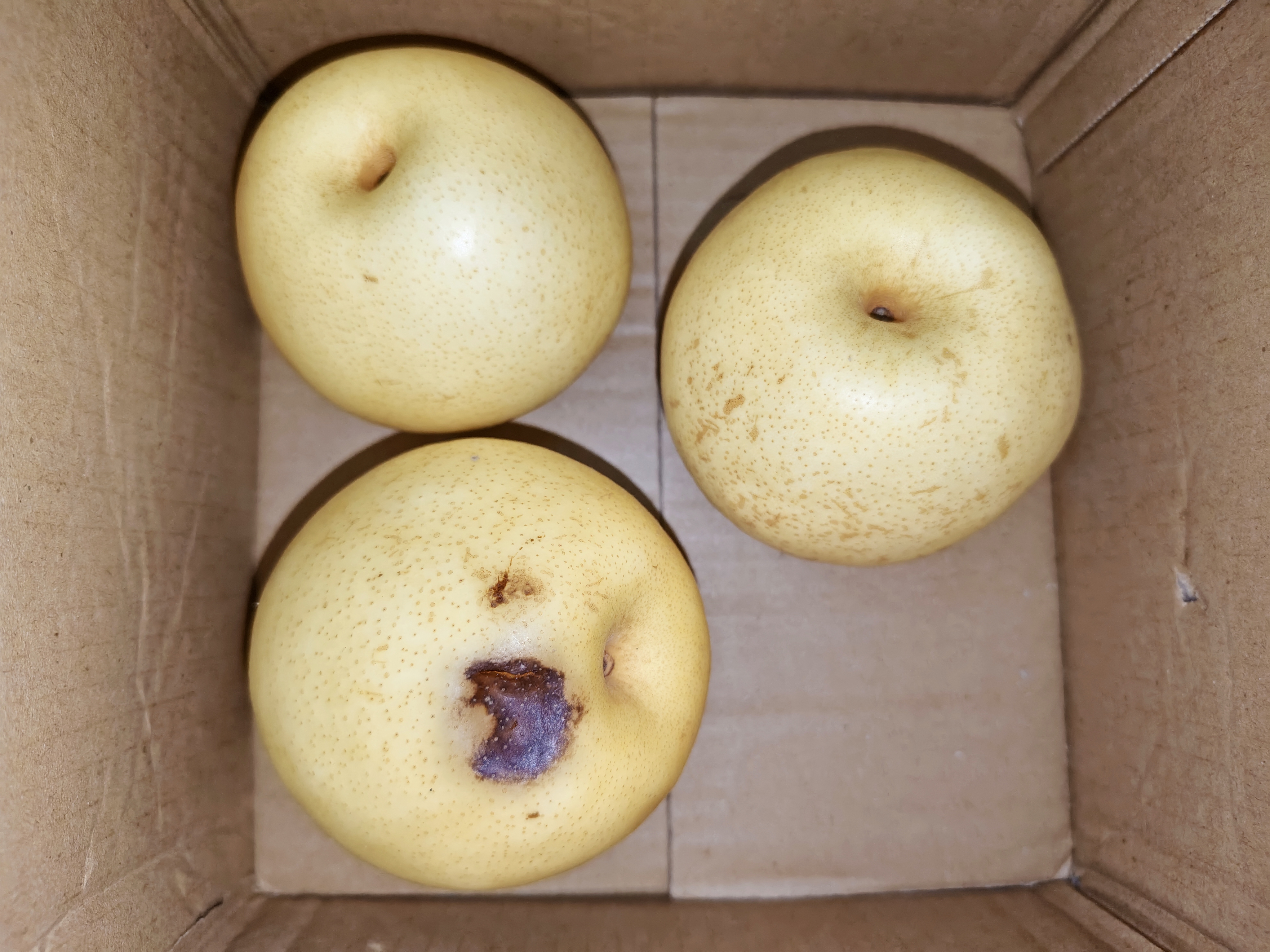 正宗河北皇冠梨饶阳皇冠梨产地直发单果180g+ 带箱2斤装（净重1.6-1.8斤） 实拍图