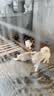 比瑞吉狗粮小型犬中大型犬爱不将就系列狗粮冻干三拼鸭肉梨通用犬粮10kg 实拍图