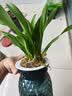 劉閣蘭花5色可选 水培梦香兰花苗带盆发货香水文心兰奶油味室内花卉盆栽草 【带3花剑】粉色文心兰 配北欧盆 实拍图