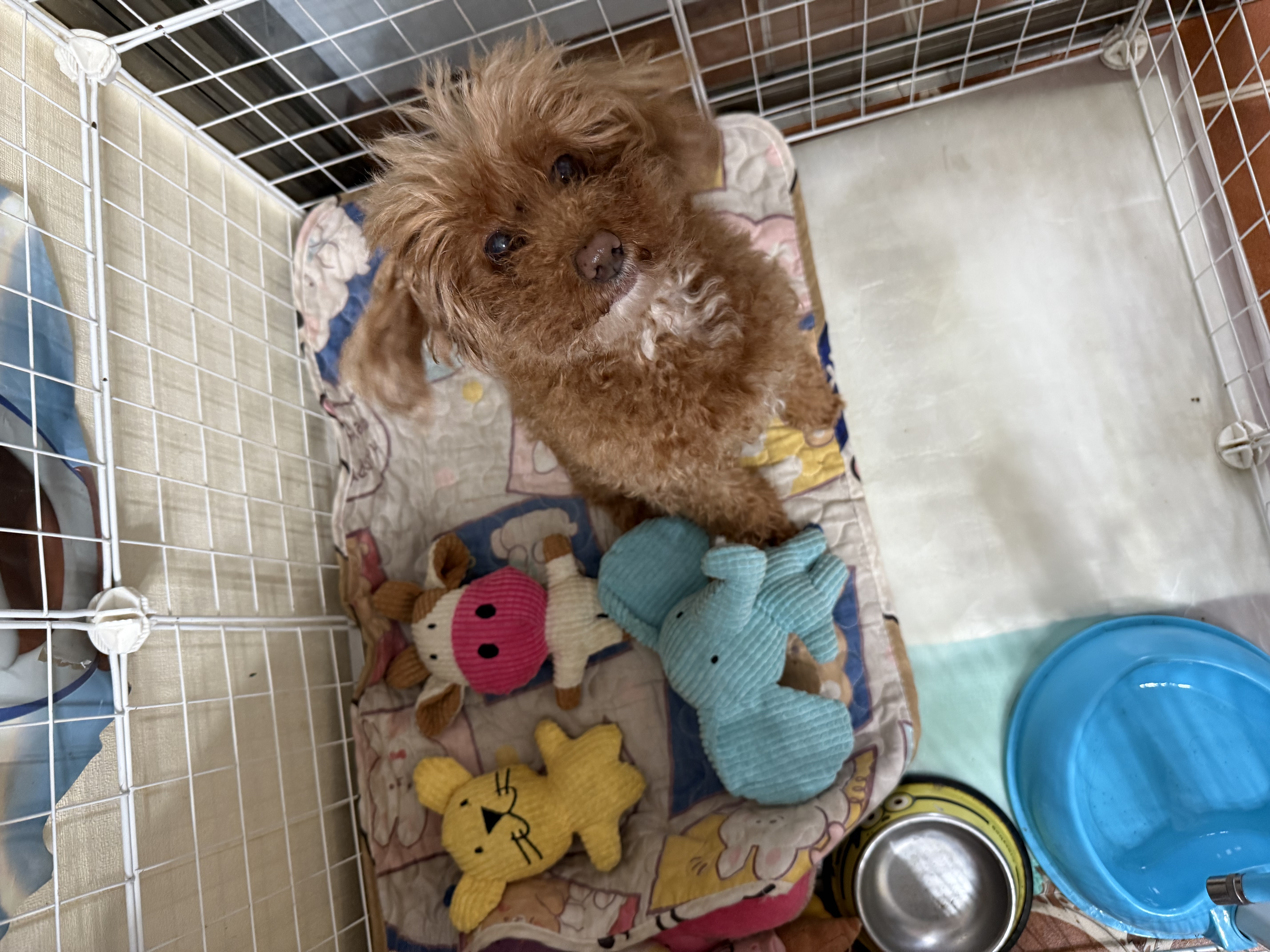 HELLOJOY狗狗玩具发声耐咬自嗨解闷神器磨牙消耗体力中小型犬幼犬宠物用品 实拍图