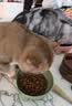 皇家猫粮 美短成猫粮 ASA31 通用粮 12月以上 4.5KG 实拍图