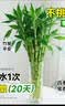 花翁带根富贵竹水培植物客厅招财旺宅花卉绿植盆栽竹子文昌竹源头直发 实拍图