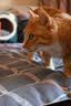 Orijen渴望猫粮 成猫幼猫粮 全价通用无谷原味鸡肉进口1.8kg效期27/5 实拍图