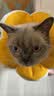 华元宠具（hoopet）狗狗伊丽莎白圈项圈小型犬宠物猫咪颈圈脖圈头套猫伊利沙白圈头罩 实拍图