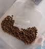 佩玛思特PetMaster深海鱼系列猫粮成猫去毛球猫粮2kg 实拍图