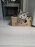 普安特猫咪化毛膏宠物幼猫成猫化毛排毛调理肠胃免疫力补充营养化毛膏 实拍图