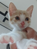 布兰德全价鲜煮主食猫条无诱食剂幼猫成猫孕期通用猫条美毛 扇贝5支装 实拍图
