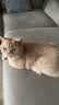 京东京造猫粮鱼肉6种全价鲜肉猫粮成猫幼猫鱼油美毛长肉护肤三文鱼2kg 实拍图