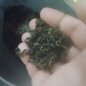 陈一凡高山云雾绿茶 2026新茶明前一级春茶浓香型茶叶自饮新袋装500g 实拍图