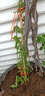唯友 木香花苗庭院阳台木香苗盆栽爬藤植物黄木香 花苗攀援花卉树苗 白木香 中苗70-90厘米带分枝 实拍图