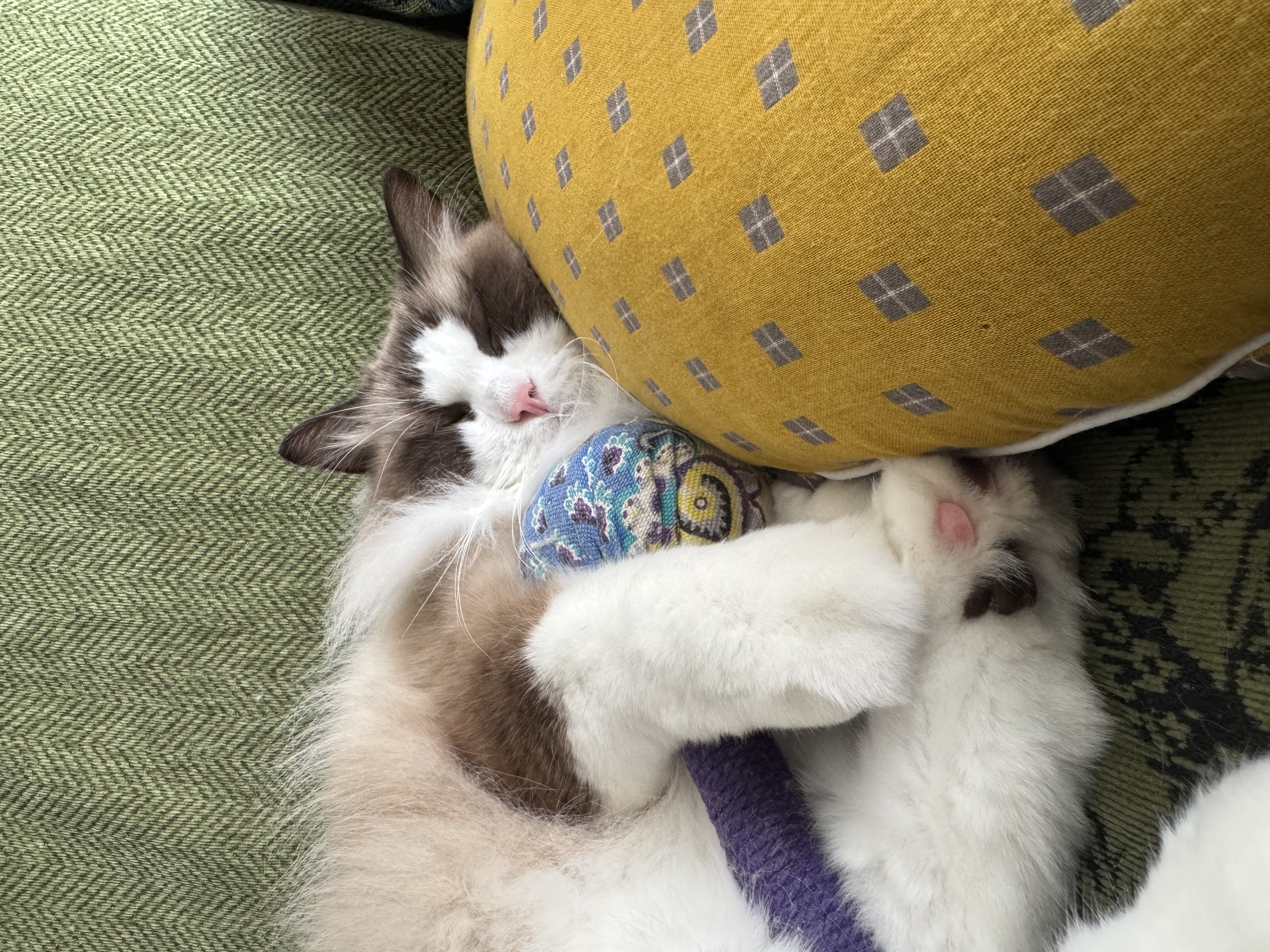 记洱（Jirpet）宠物吹风机H1挂脖负离子吹水机狗狗猫咪洗澡带癣菌灯可照猫藓套装 实拍图