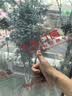 京品门窗D1爆款【京东自有品牌】定制断桥铝门窗隔音保温系统窗 实拍图