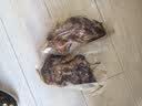 金锣酱卤猪蹄500g/袋休闲零食猪手肘子熟食下酒菜卤味方便面 实拍图