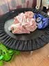 迪卡侬（DECATHLON）儿童蹦蹦床成人减肥蹦蹦床室内2-10岁家用室内礼物青少年蹦床玩具 蹦床100系列【可承重100KG】 实拍图