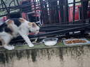 京东京造猫粮鸡肉味全价成猫粮10kg三文鱼肉营养美毛长肉质检流浪救助 实拍图