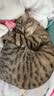 麦富迪猫粮 barf霸弗天然猫粮冻干成猫粮养胃增肌混合7.2kg【宠物金选】 实拍图