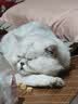 领先成猫尝鲜礼包主食级烘焙猫粮猫条餐盒汤包（新老款随机发货） 实拍图