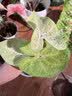 精忠报国植物补光灯大棚蔬菜花卉led室内绿植专用仿太阳全光谱园林生长灯 【仿太阳全光谱补光灯】白-30W 配3米灯头线 实拍图